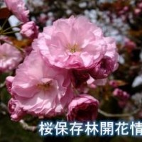 多摩森林科学園桜保存林 桜　180401